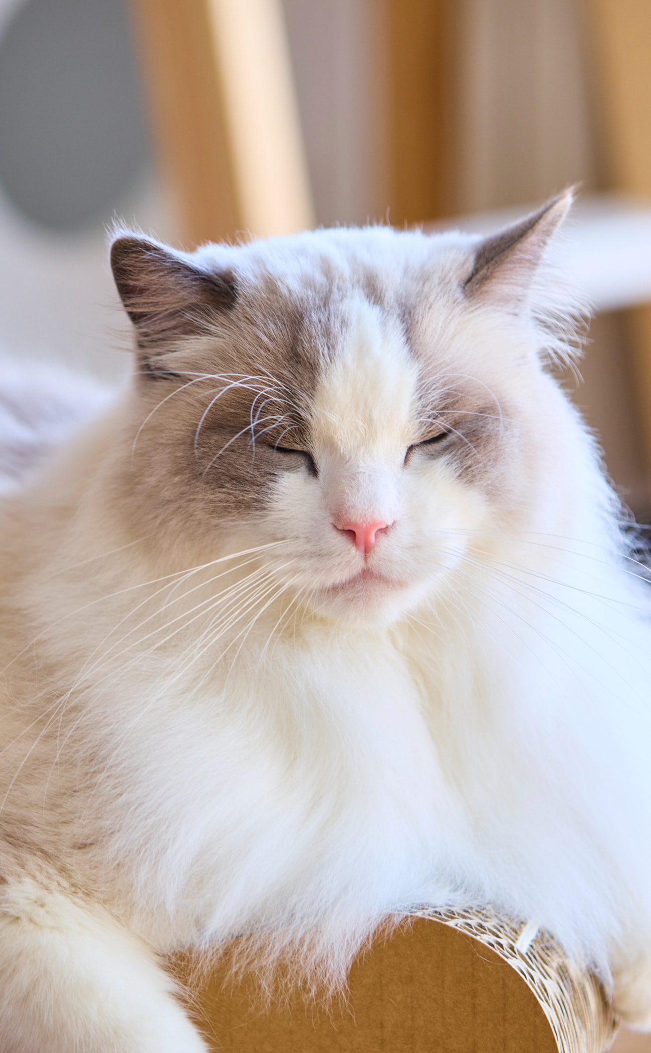 cat_1
