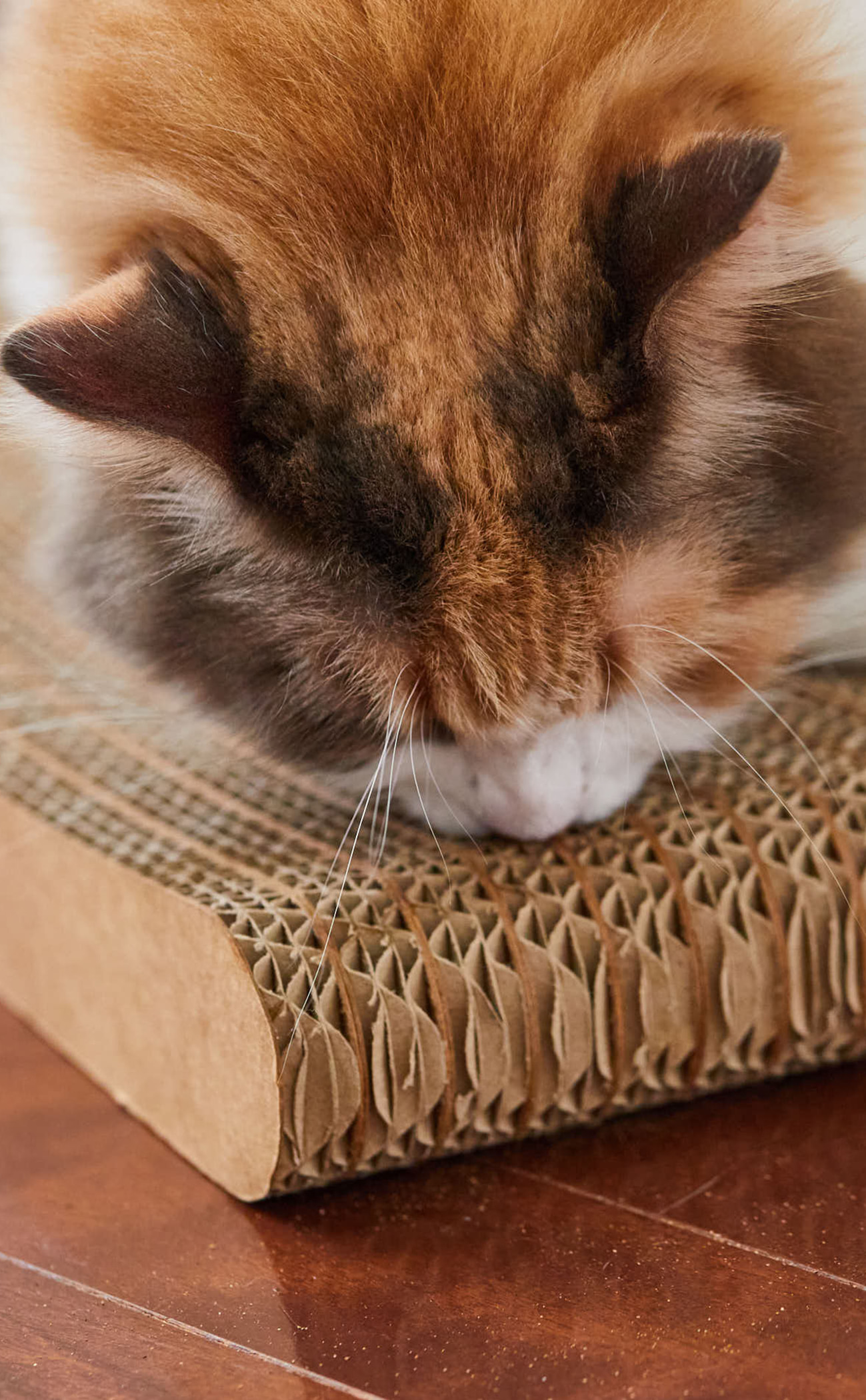 cat_2