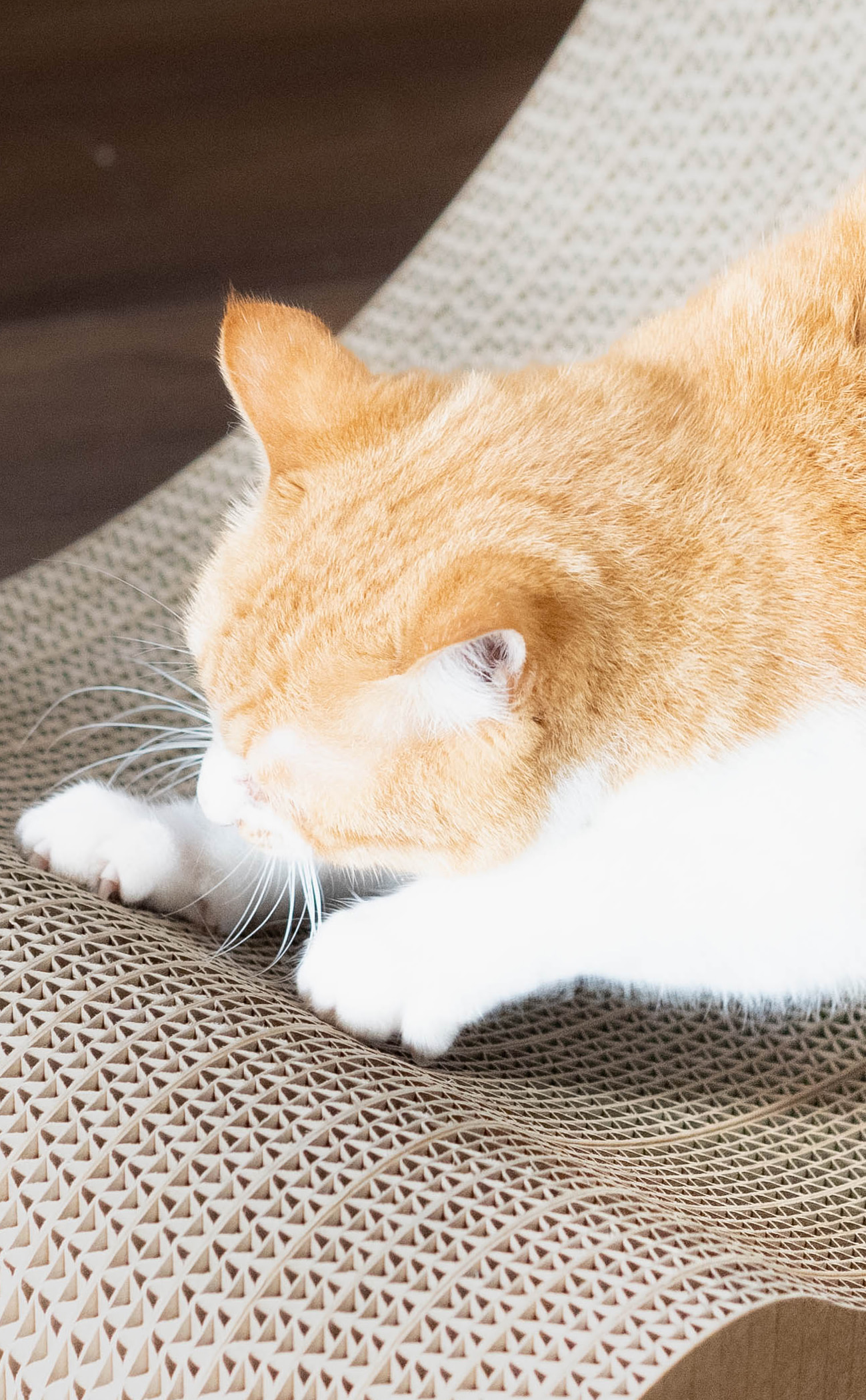 cat_3