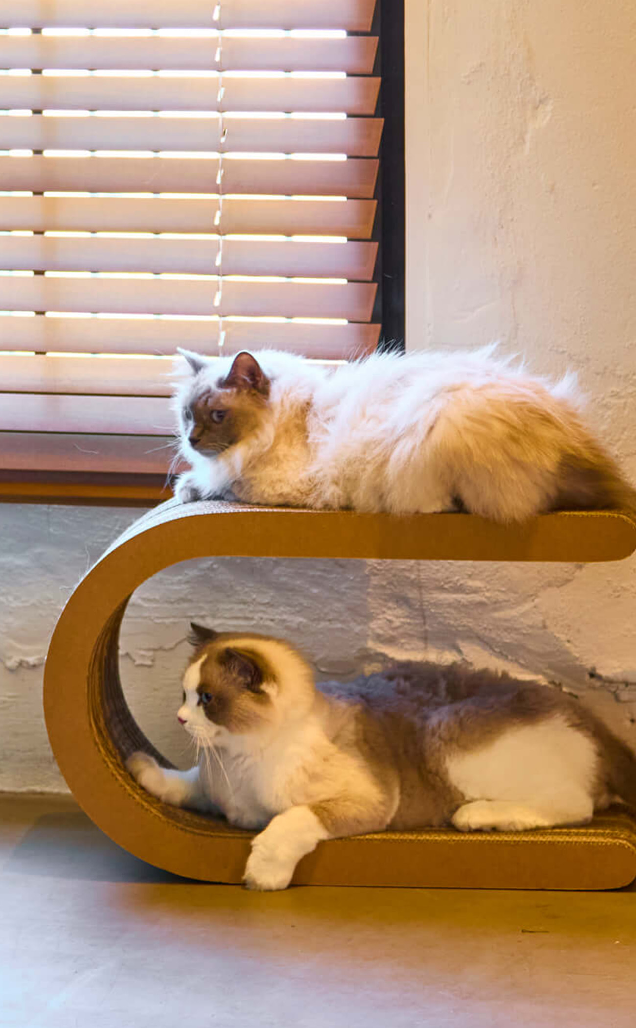 cat_4