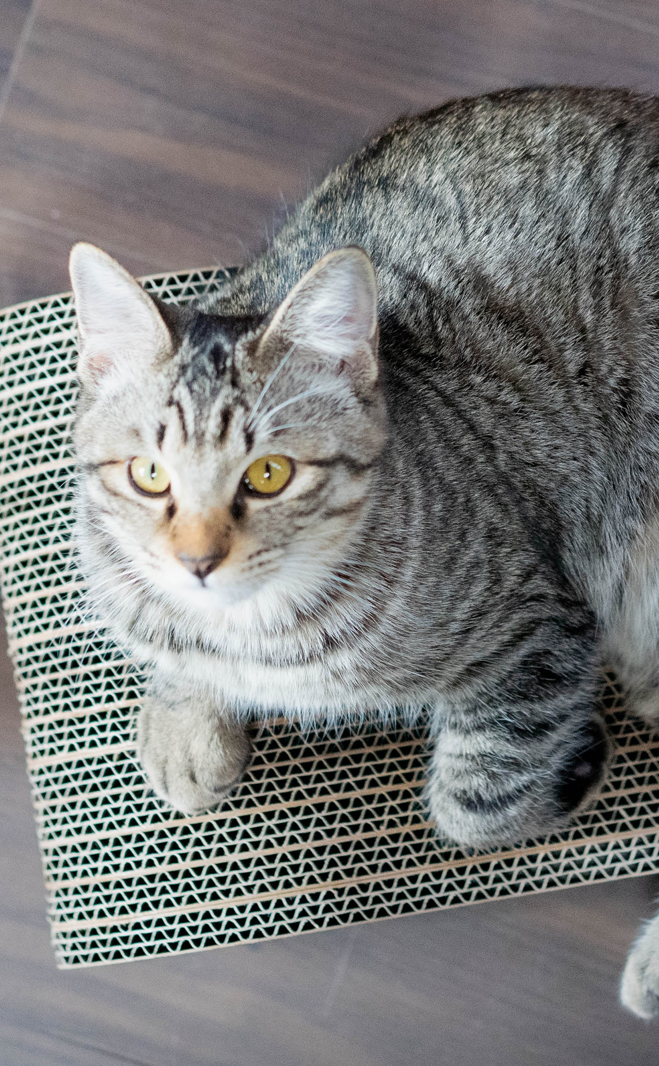cat_6