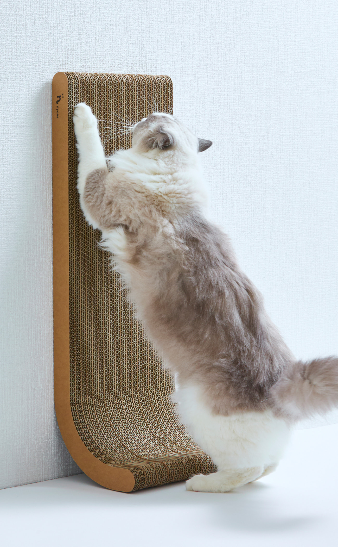 cat_9