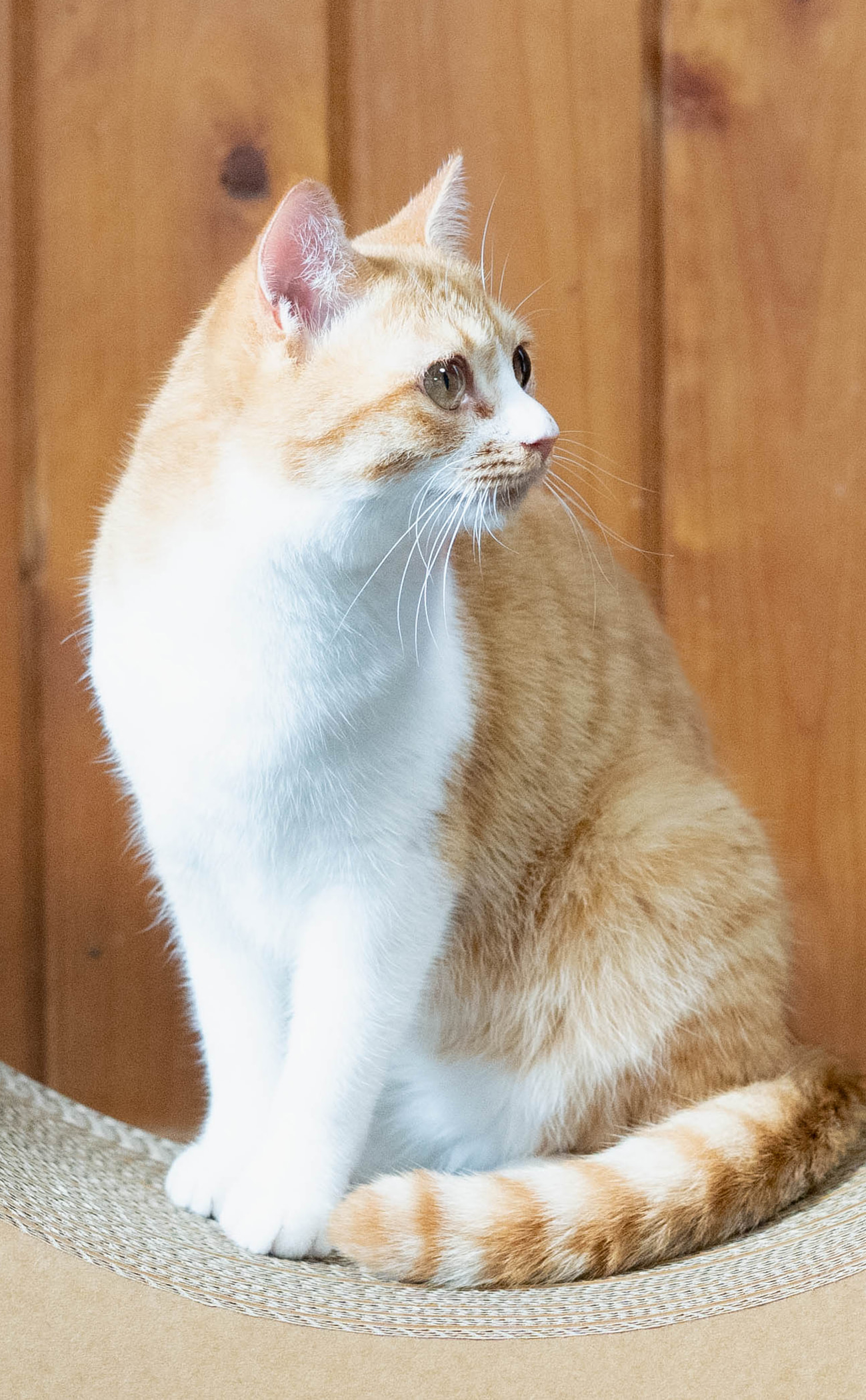 cat_10