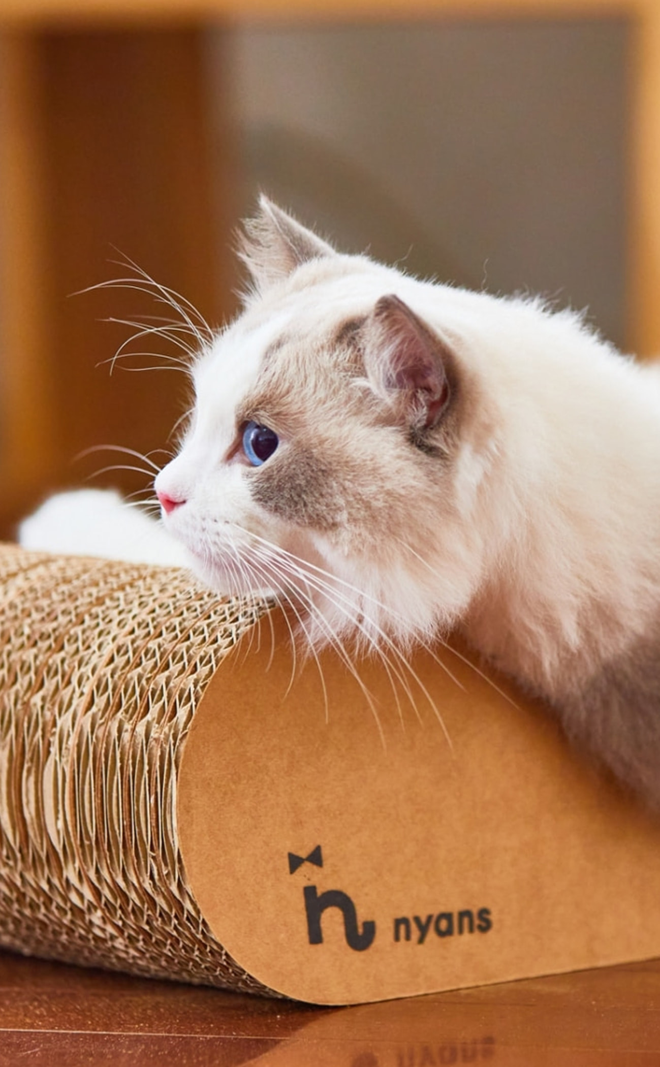 cat_12