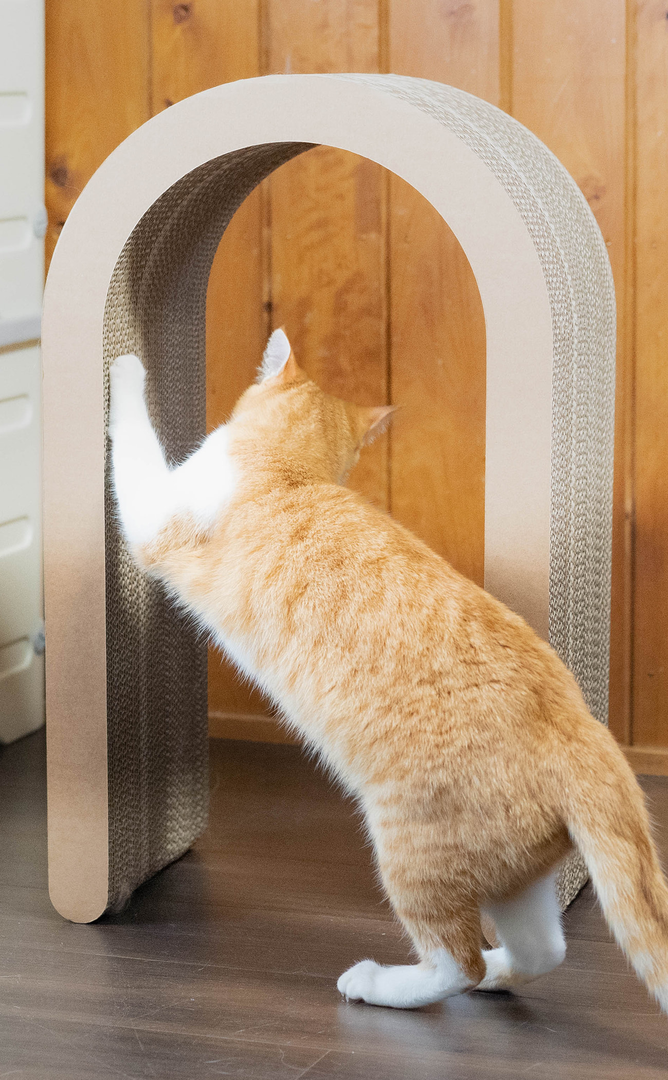 cat_13