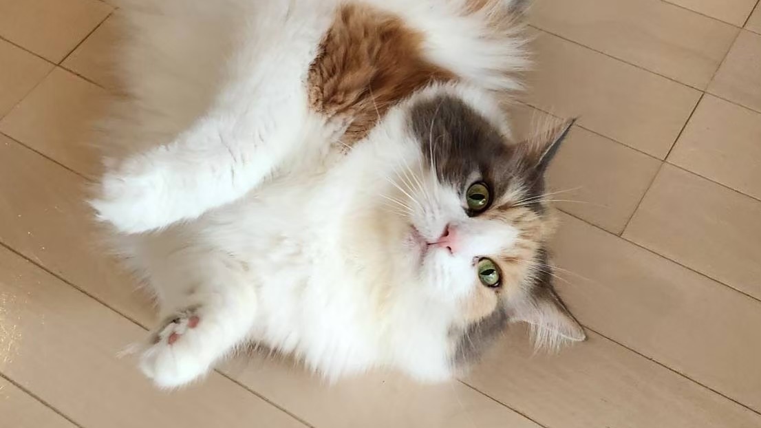 ヘッドバナーplaceholder