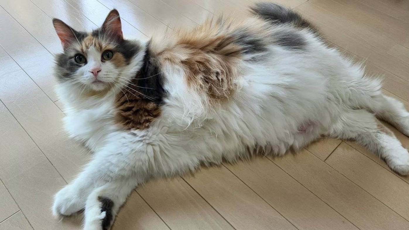 ヘッドバナーplaceholder