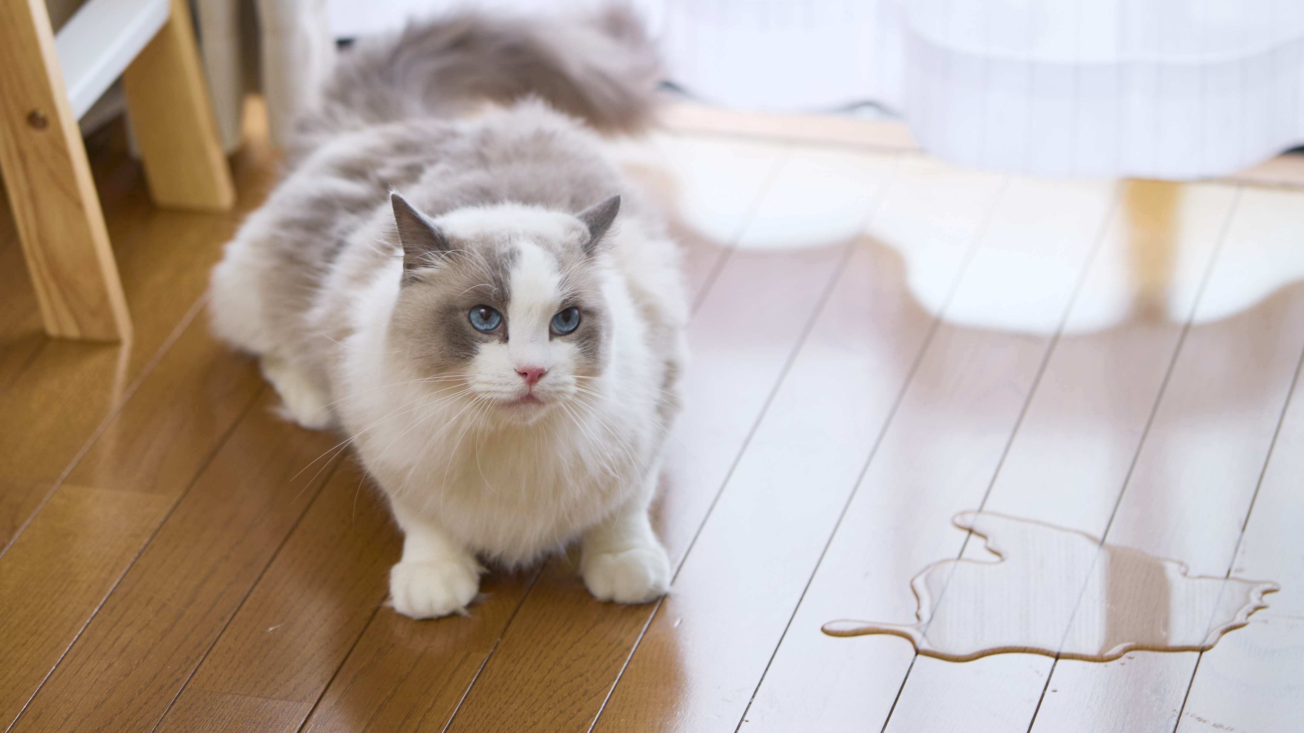 フローリングの汚れと猫