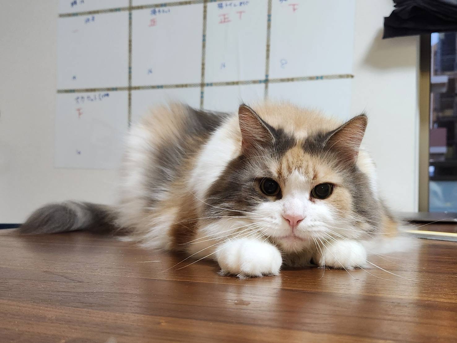 おねだりする猫と悩む飼い主