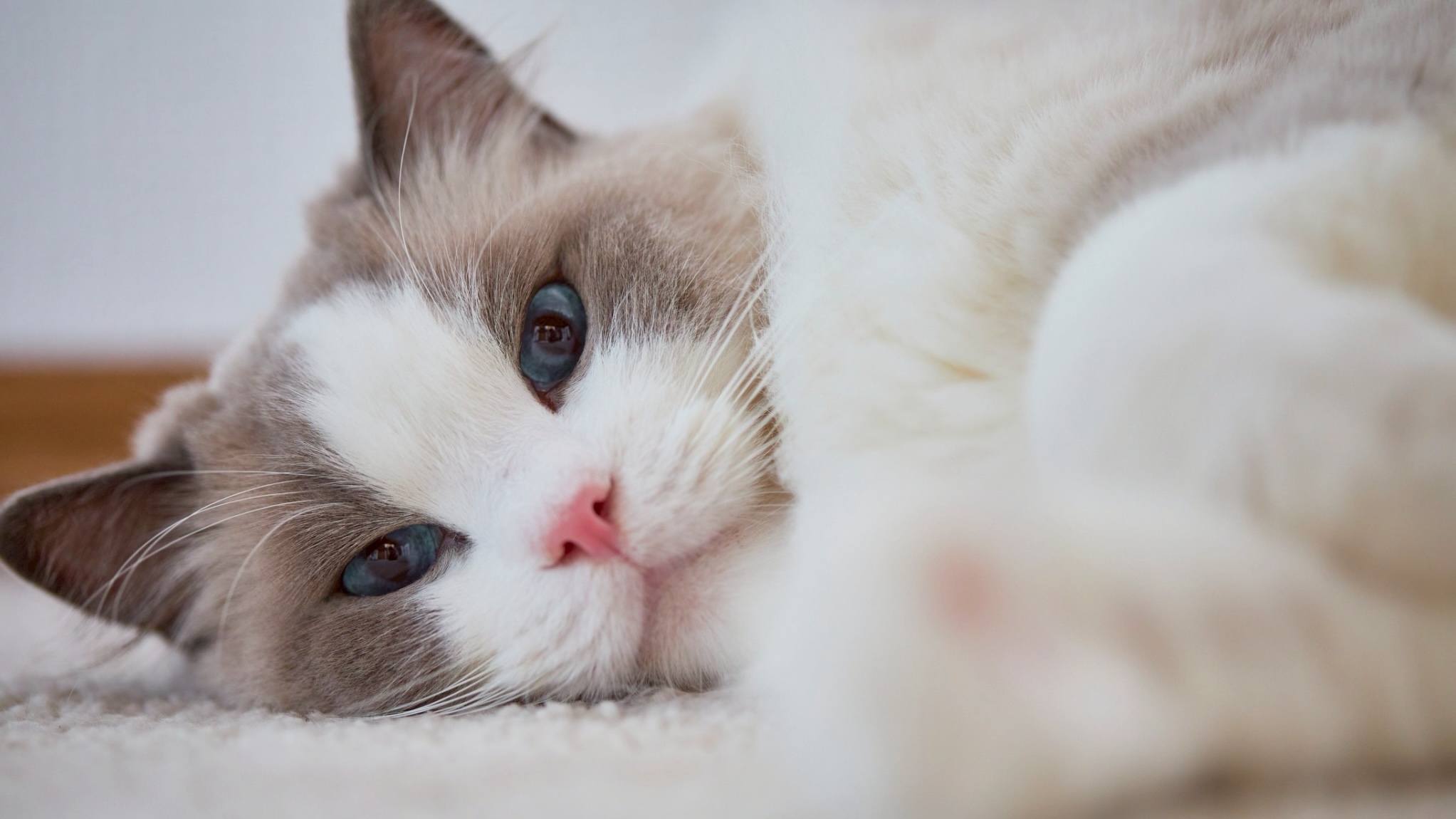 猫の爪切りの頻度