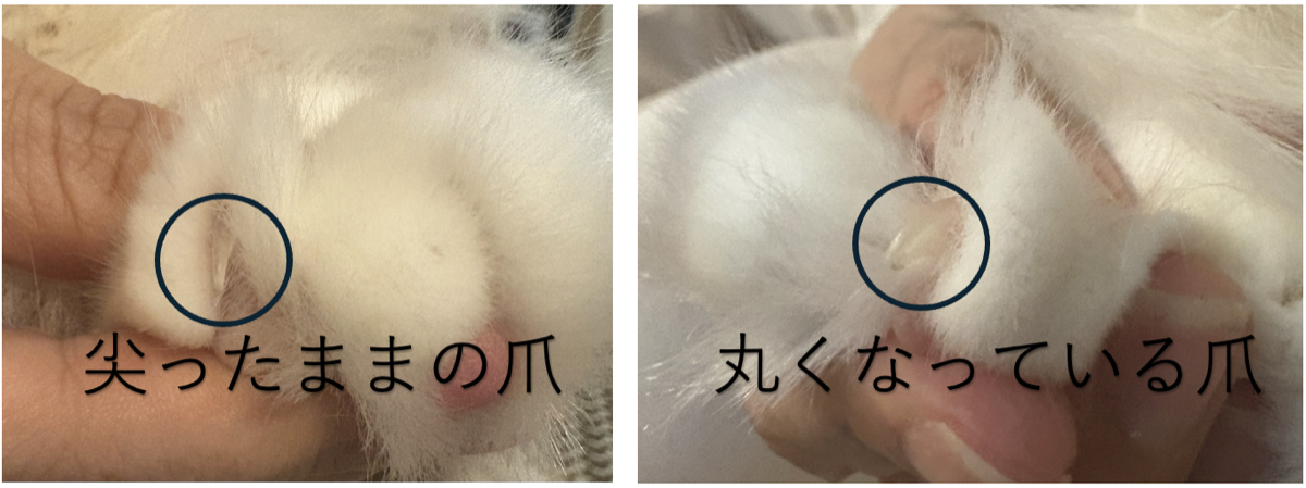 チェルシーの爪先が丸くなった様子