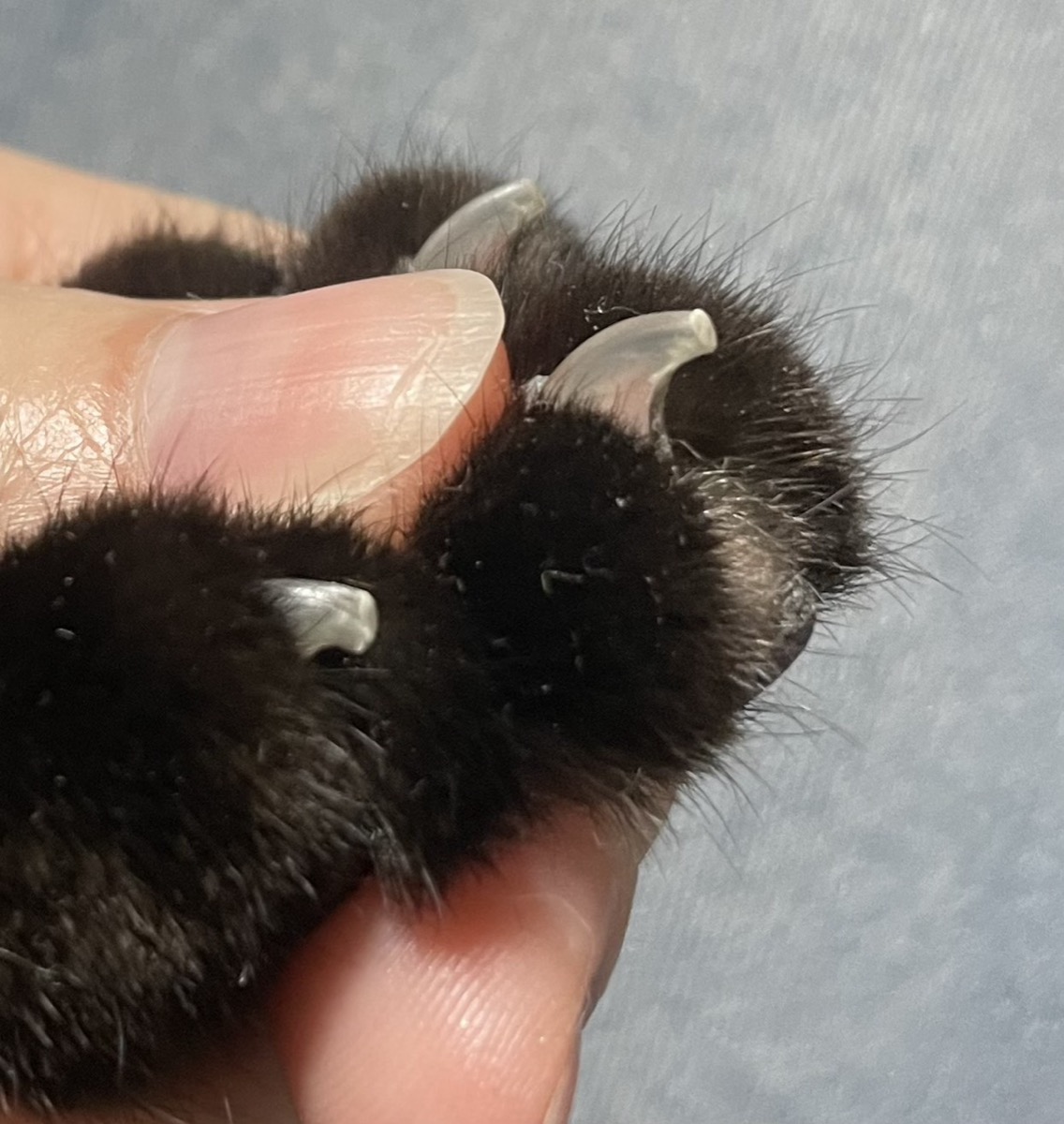 獣医師スタッフの猫の爪先が丸くなった様子