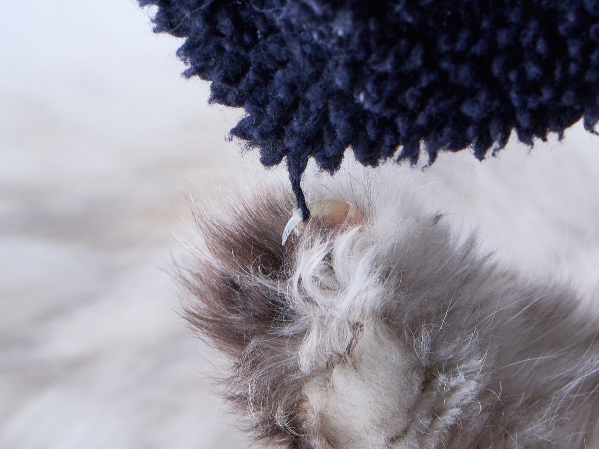 猫の爪の危険性