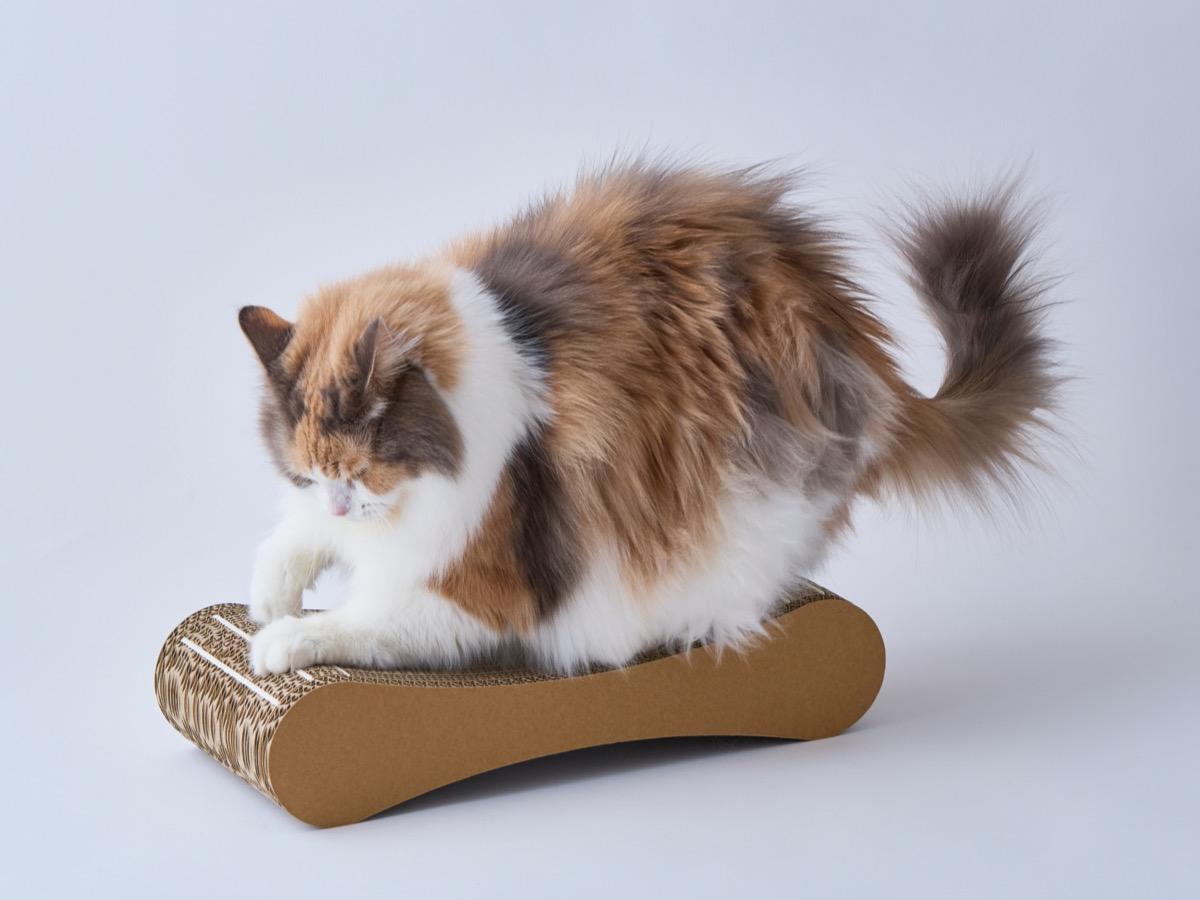 猫と飼い主の暮らし