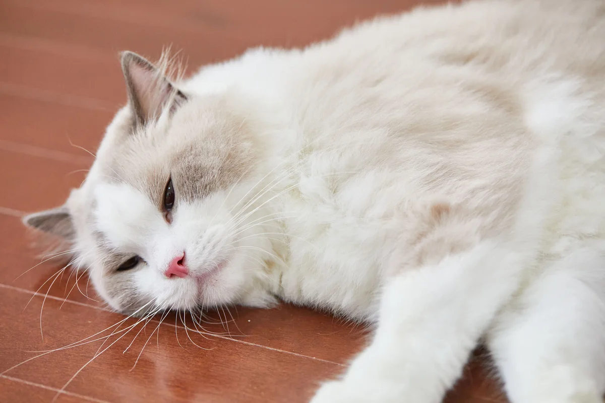 床にゆったり寝そべり、口を閉じておだやかにくつろぐ猫