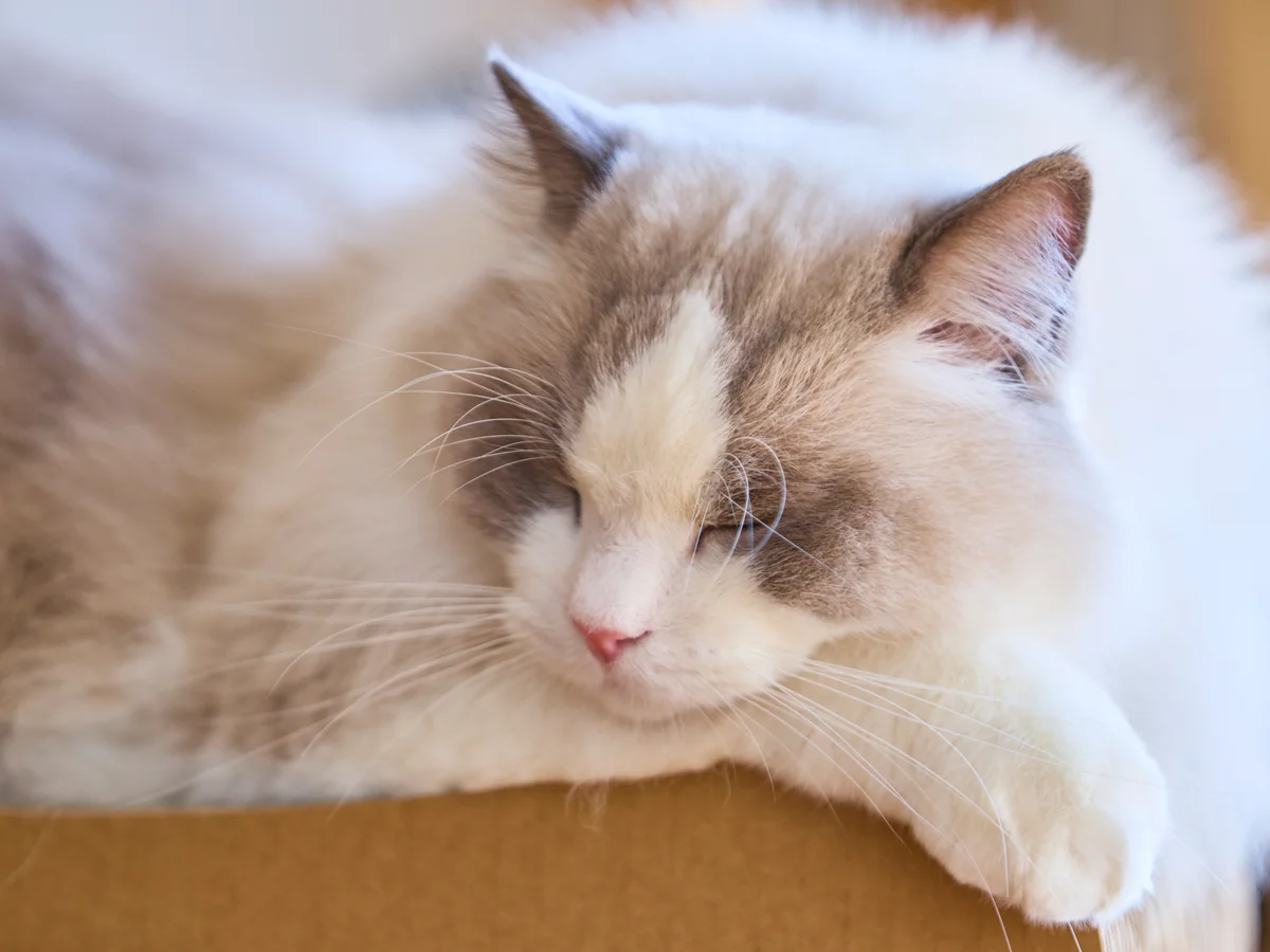 新しい爪とぎの上に乗ってくつろぐ猫｜研がなくても気に入っている途中経過