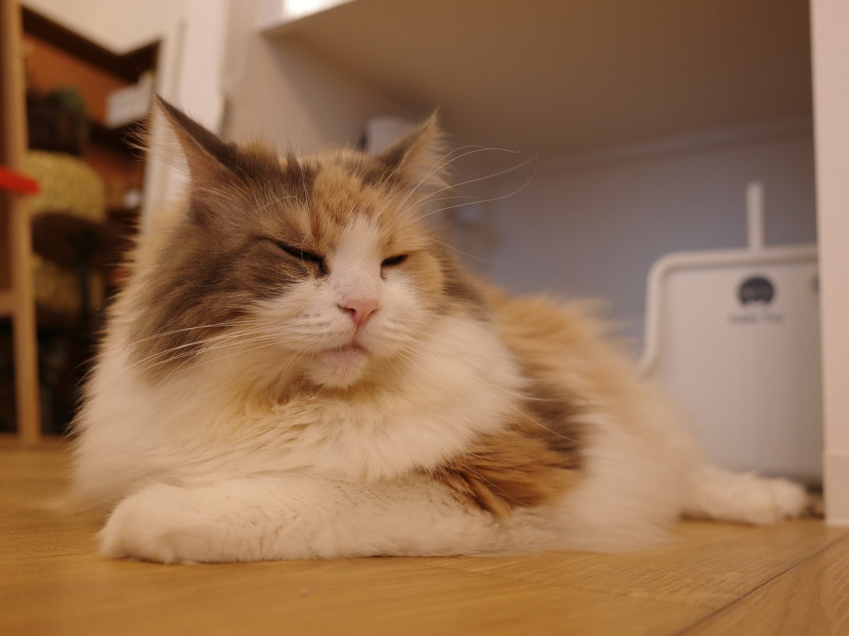 机の下で目を閉じて落ち着く猫。家具の下などの狭い場所は、猫が自分で選ぶ安心できる場所