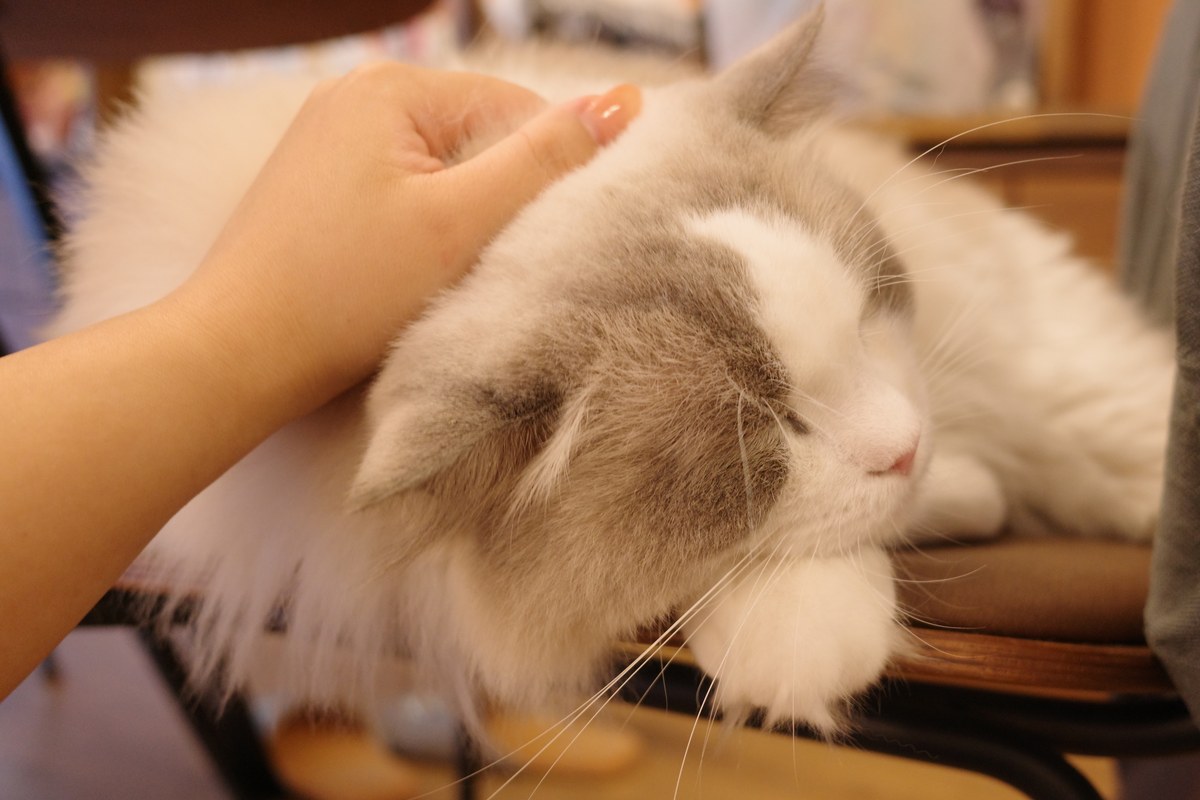 飼い主に撫でられて安心して眠る猫。日頃の信頼関係と小さな備えの積み重ねが災害時に猫を守る