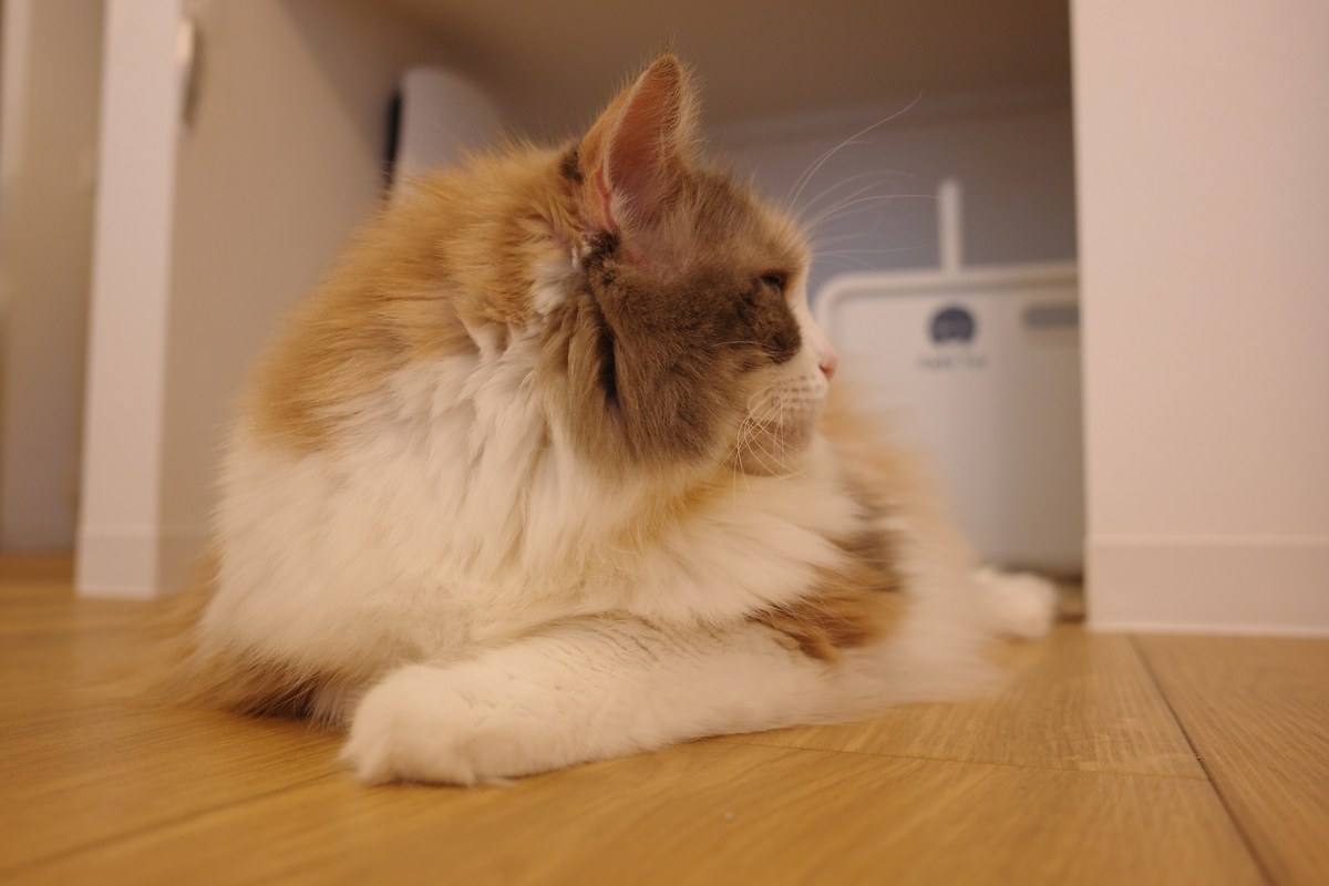 机の下で身を低くして休む猫。頑丈なものの下に隠れるのは、猫が自分で身を守ろうとする正しい本能