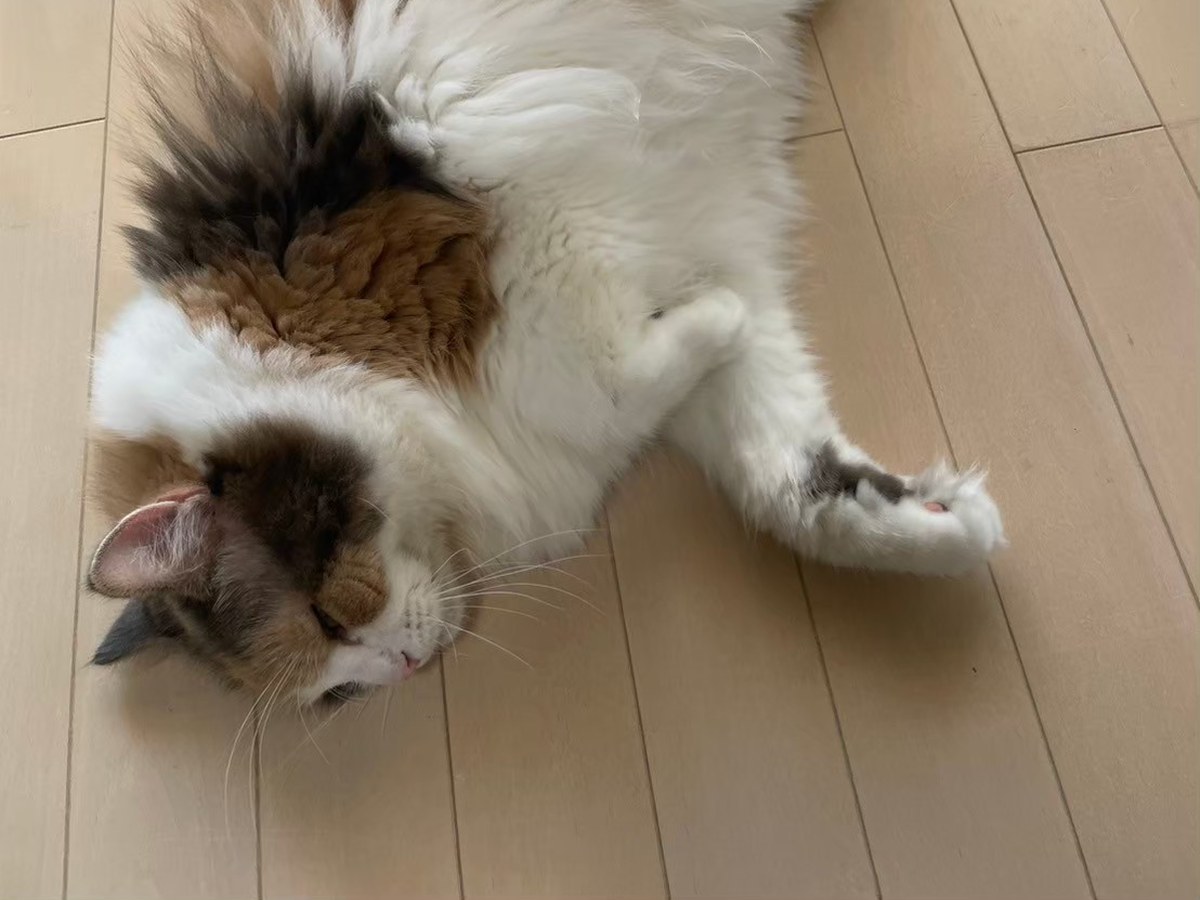 床であおむけになって警戒なくくつろぐ猫。キャリーも同じように「安心できる場所」にしておくことが備えになる
