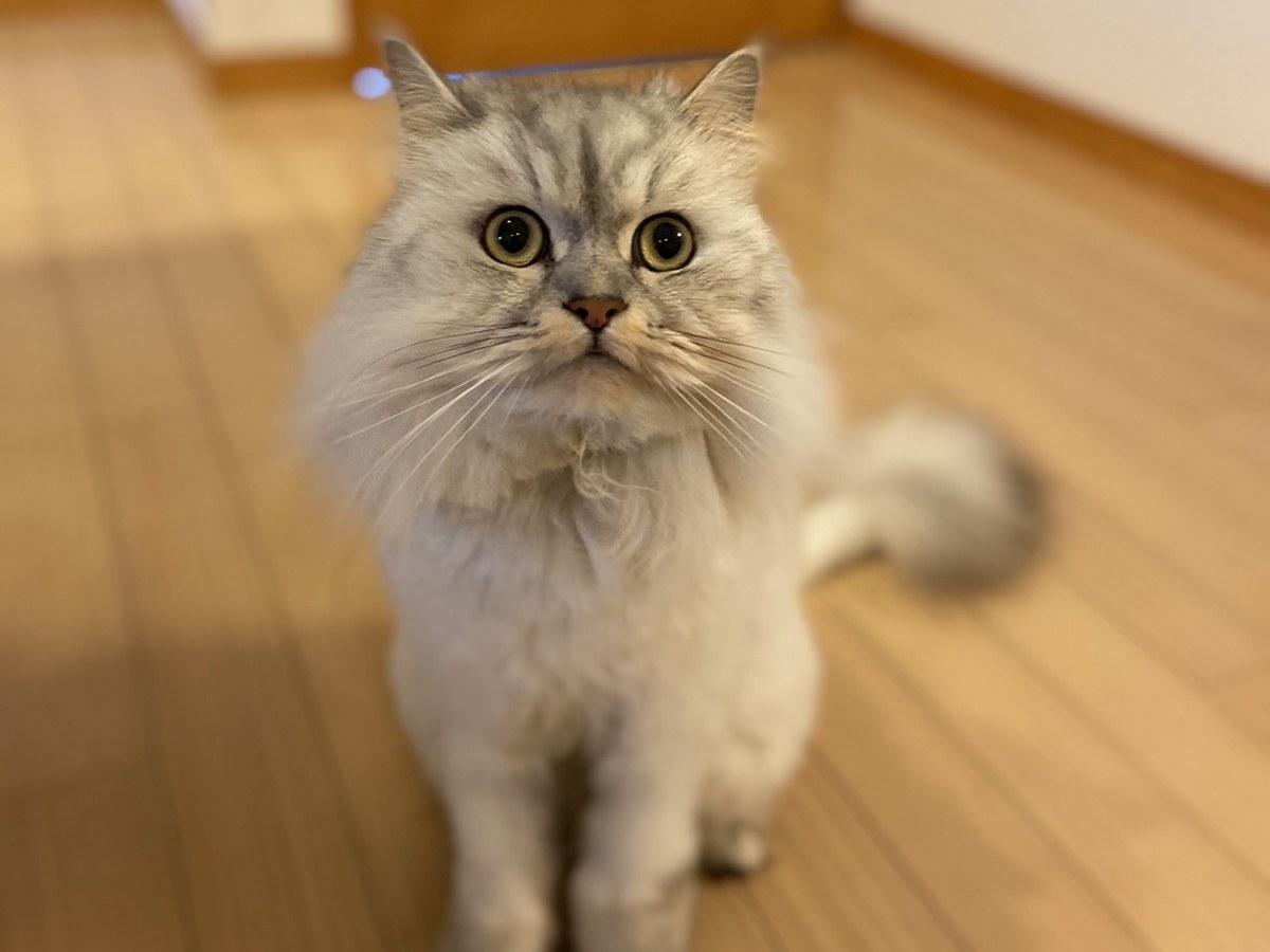 飼い主をまっすぐ見上げる猫。今日ひとつだけの備えが、この子を守る一歩になる
