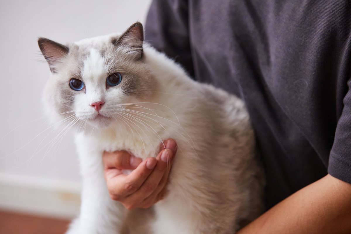 この子たちを、抱えて逃げられるだろうか。地震のあとで考えた、猫の防災