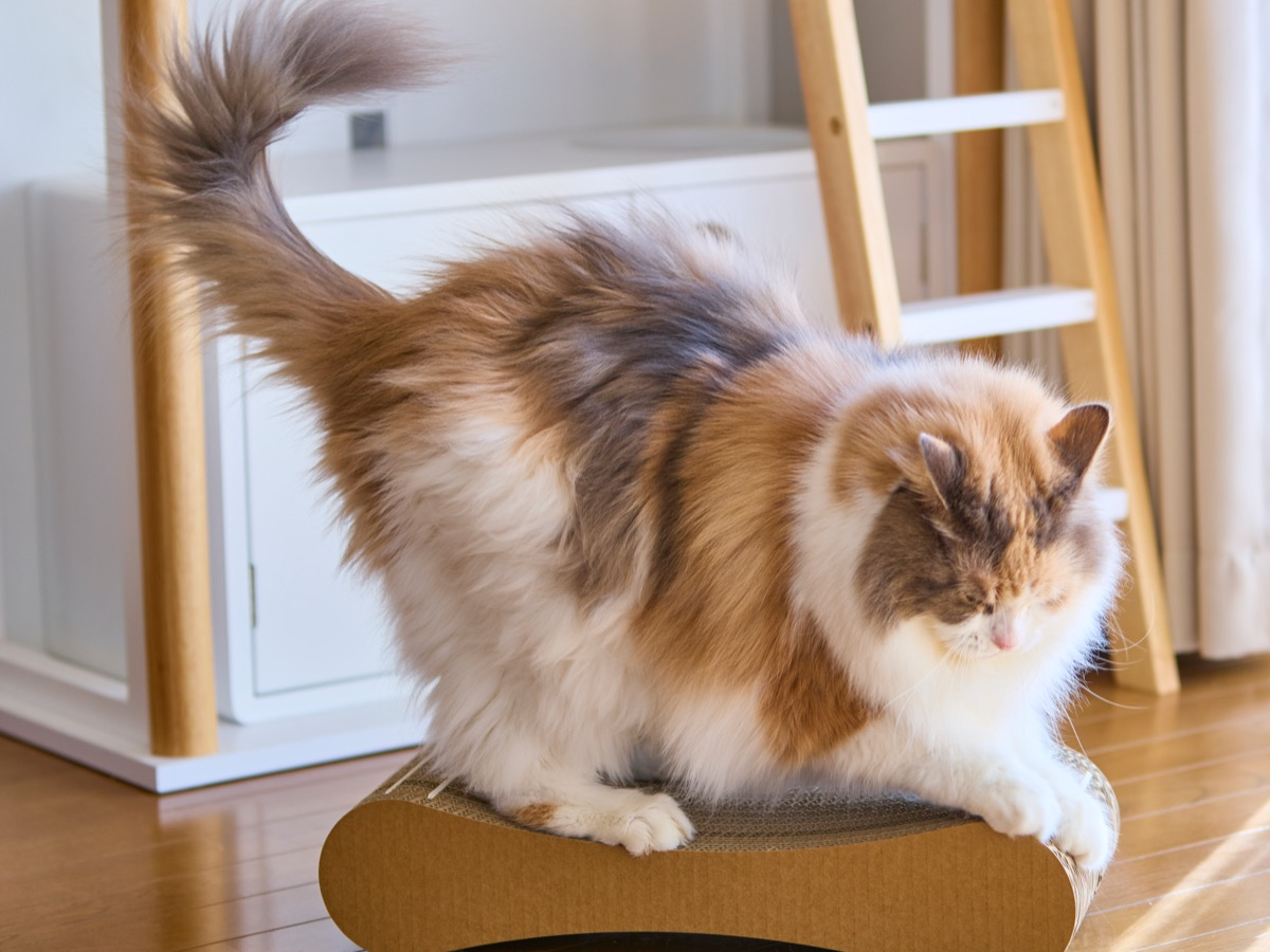 ヘッドバナーplaceholder