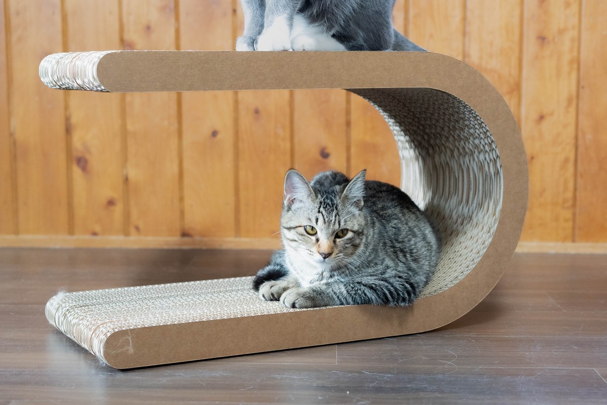 猫はなぜ箱に入る？狭い場所が好きな4つの理由