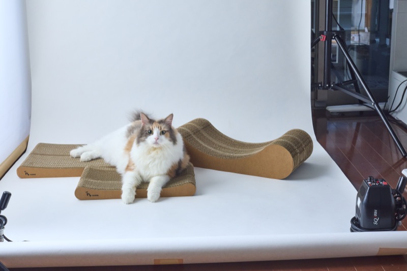 猫がnyansの爪とぎでくつろぐ様子