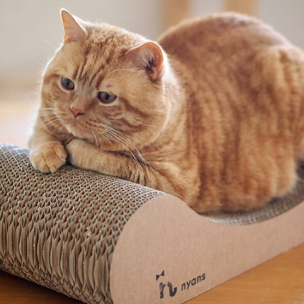 猫がnyansの爪とぎでくつろいでいる写真