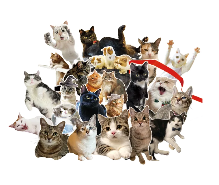 ニャンズカードの猫たち