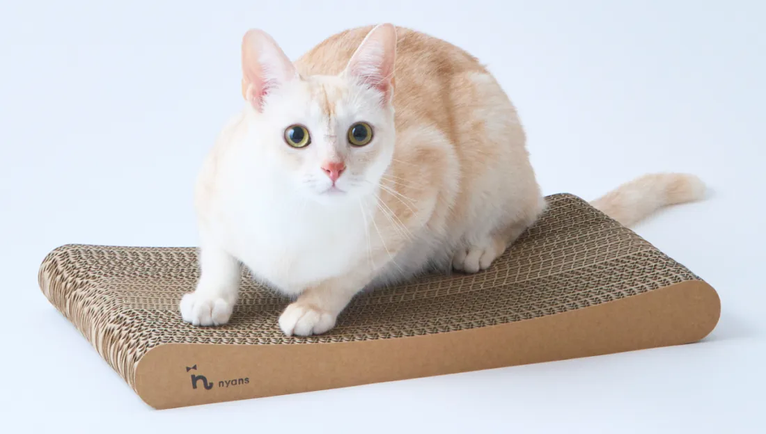 リビングのスタンダード爪とぎで過ごす猫のいる暮らし