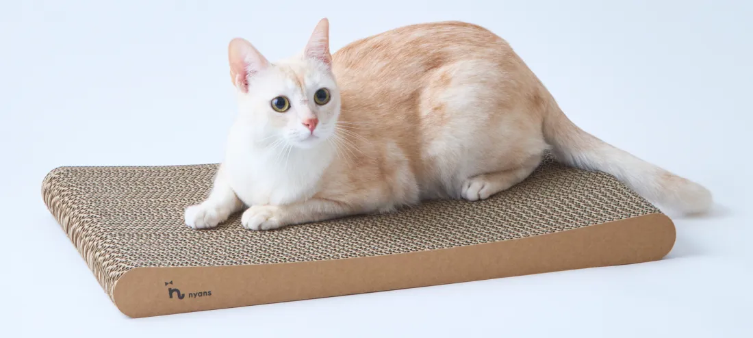 研ぎカスが出ないnyansの爪とぎ【スタンダード】でくつろぐ猫