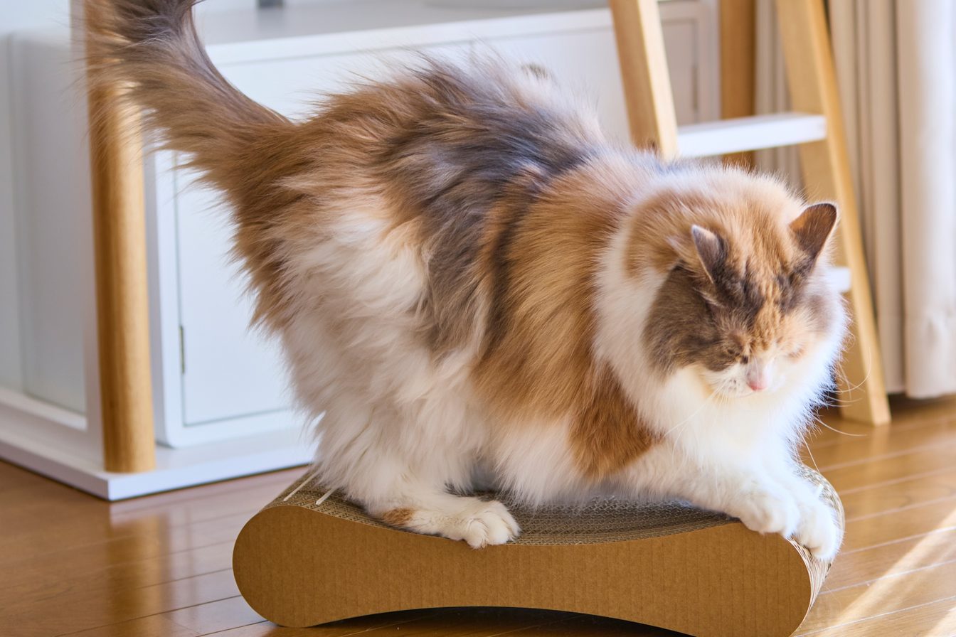 猫がつめまるを使っている様子