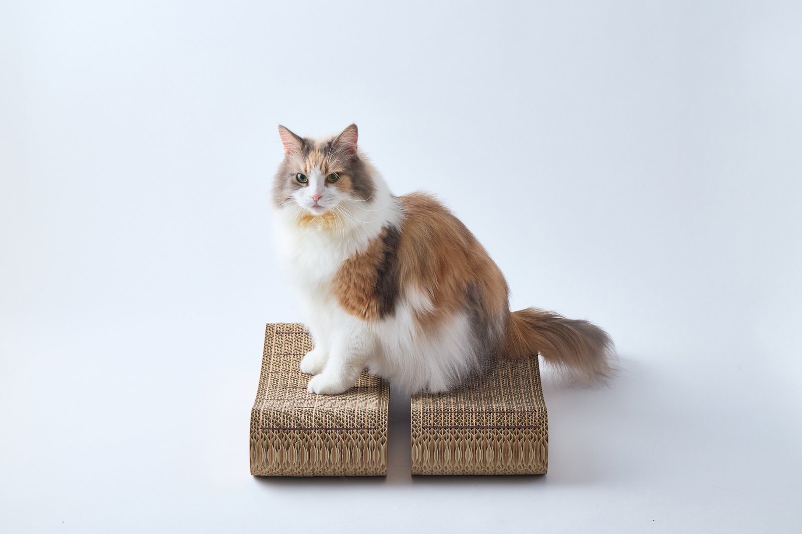 A・B 2台の新つめまるに乗る三毛猫チェルシー