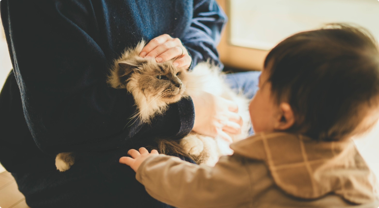 猫の写真（ダミー）