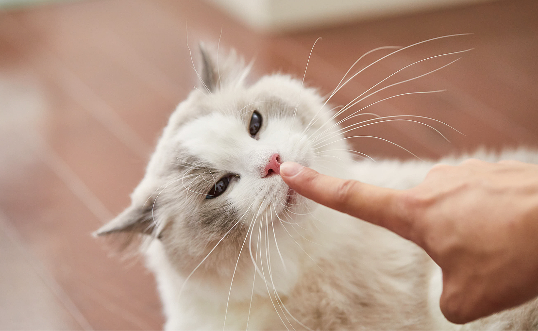 猫の写真（ダミー）