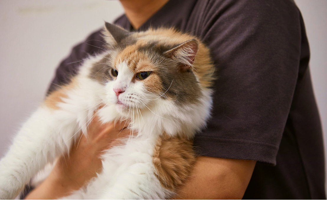 素材の写真（ダミー）