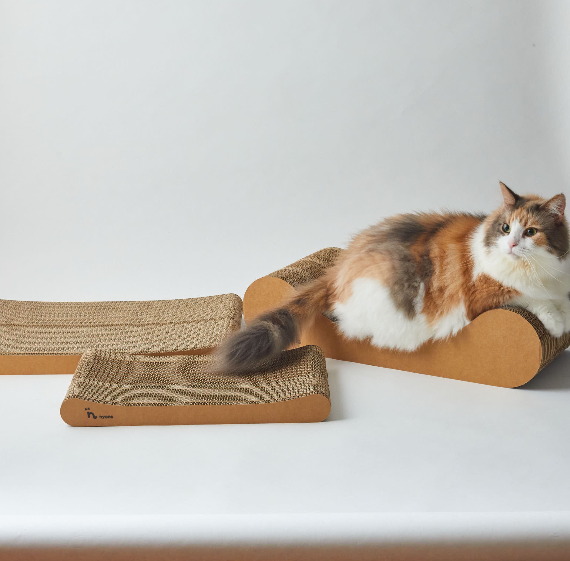 nyansの爪とぎでくつろぐチェルシー社長