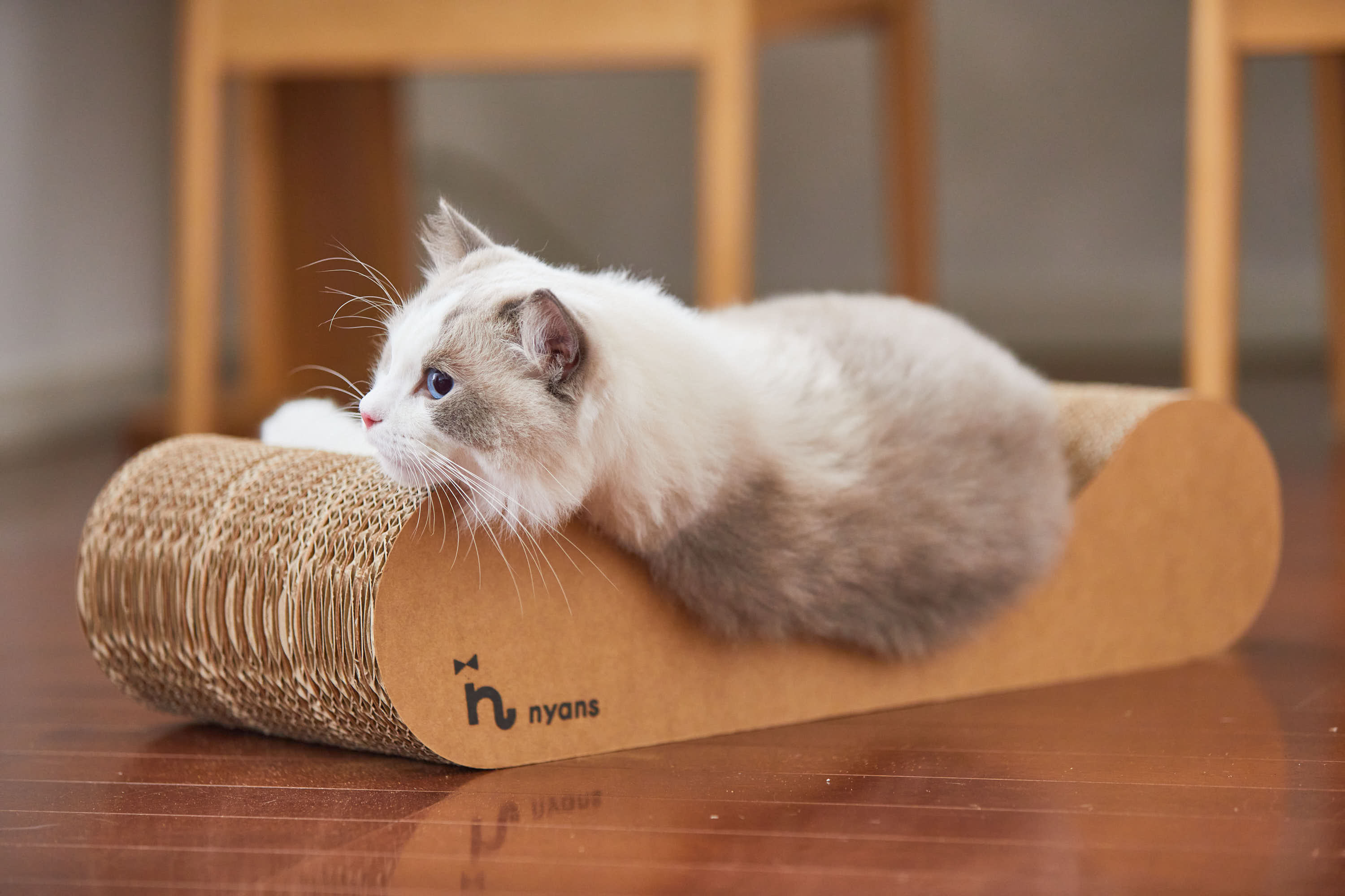 爪とぎに寄りかかるレオ社員のアップ