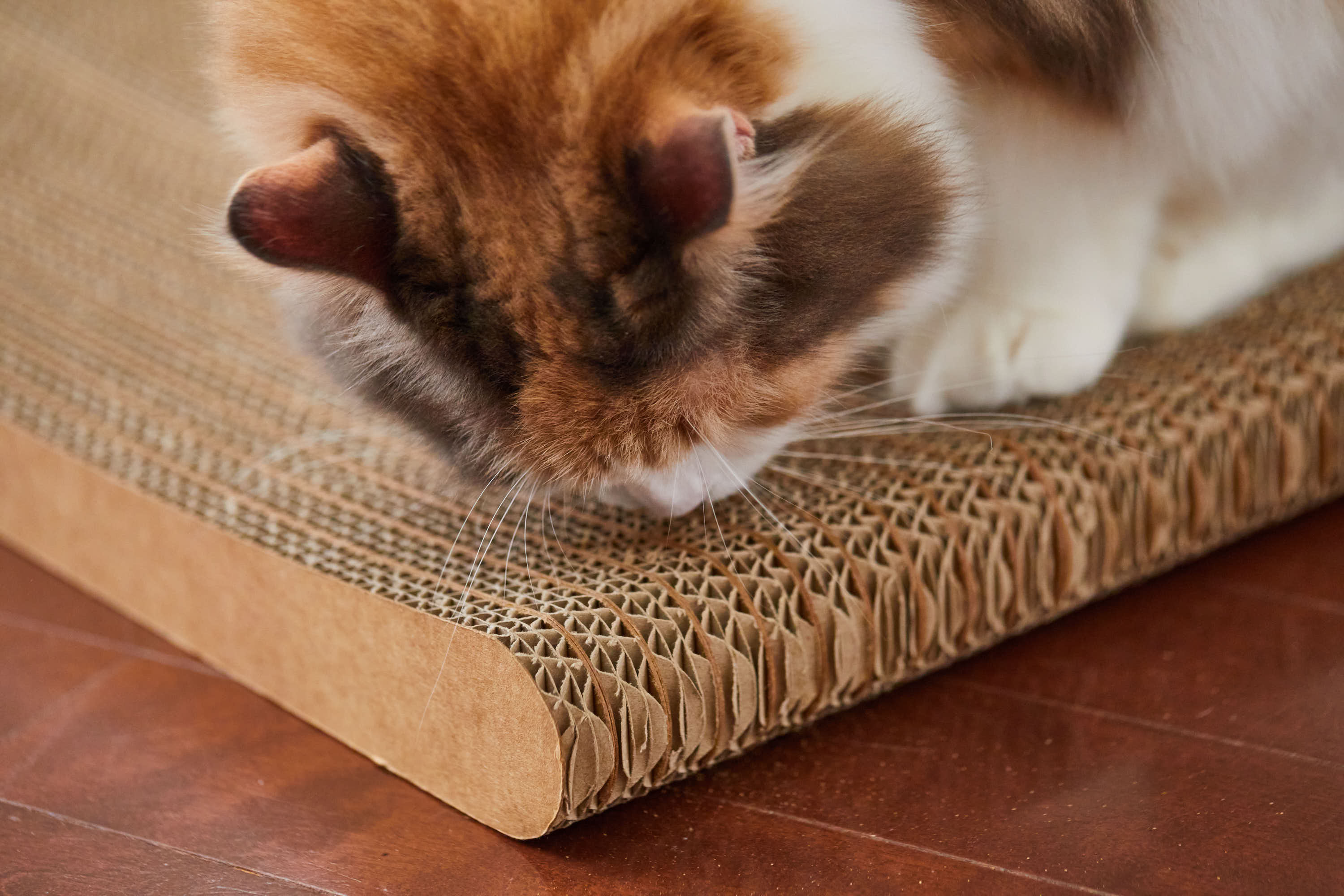 nyansの爪とぎの匂いを嗅ぐチェルシー社長