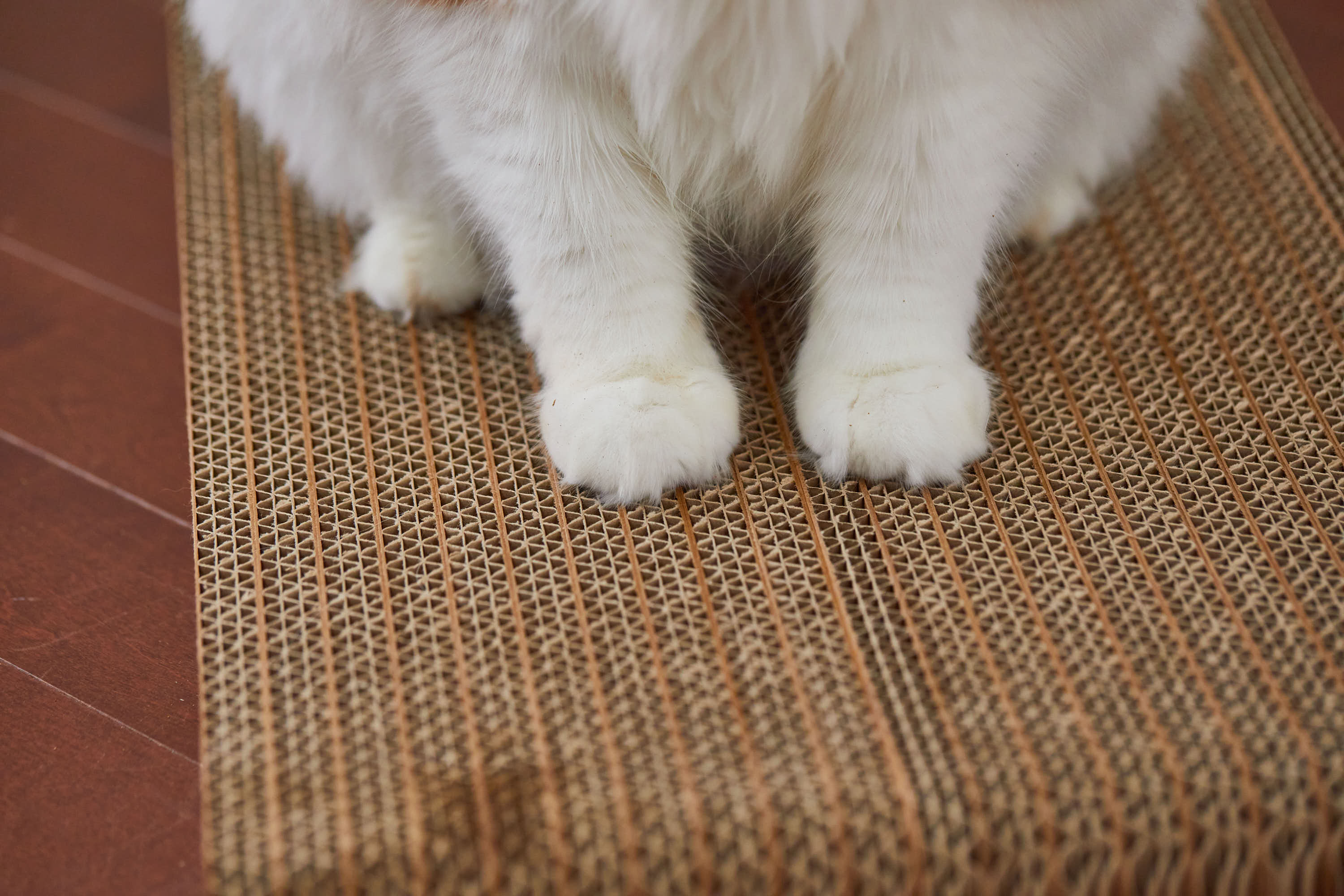 爪とぎ表面に乗るチェルシーのお手手