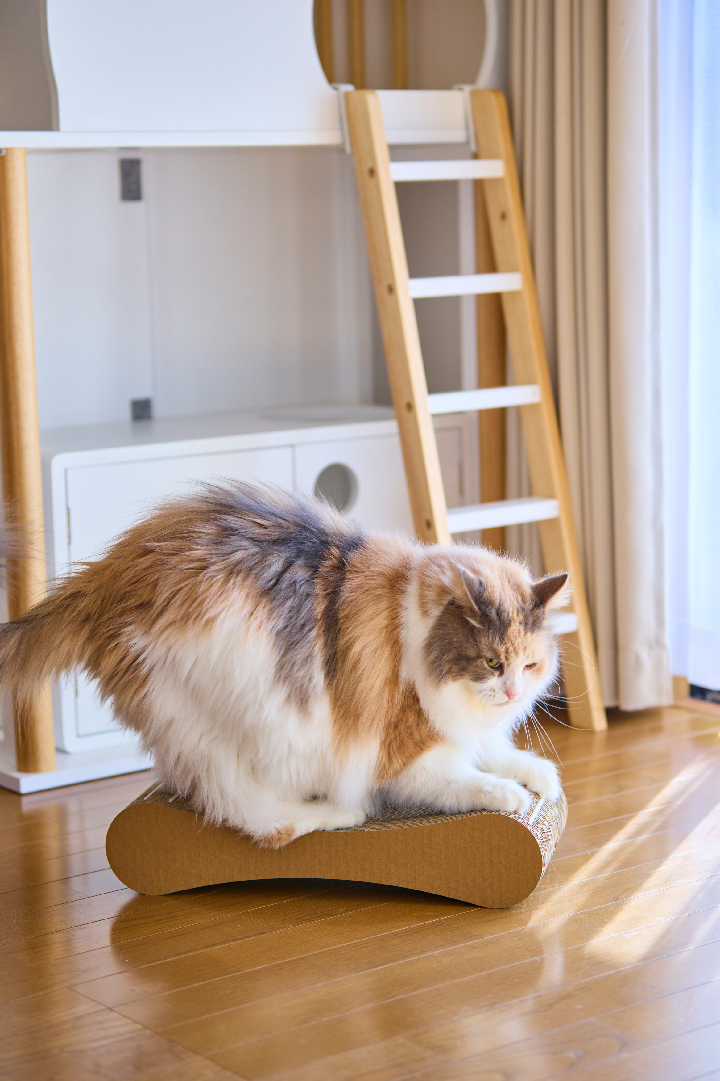 チェルシー社長がつめまるに乗って研いでいる